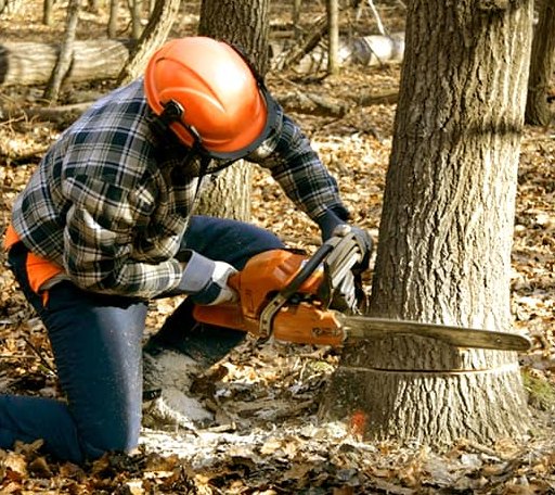 Tree Removal in Rudyard, MI